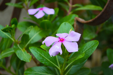pink and purple flowers periwinkle, nature grass leaf
