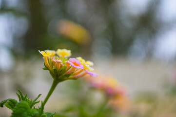 Multi color lantana flower with bokeh background