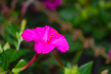 close up of purple mirabilis jalapa flower in the garden