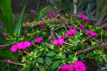 pink flowers in garden, marvel of peru flora close up nature wallpaper