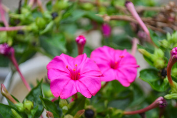 close up pink  marvel of peru flowers in the garden