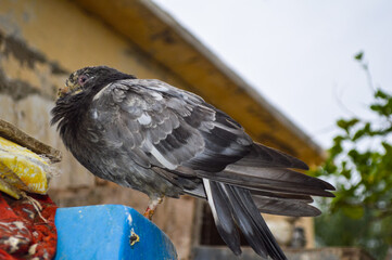 Black pigeon on the fence domestic animal bird