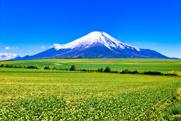美しい菜の花畑と富士山合成