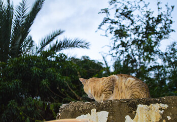 Nature rainy season cat on roof kitten