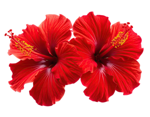 Two vibrant red hibiscus flowers, close-up, isolated against black background