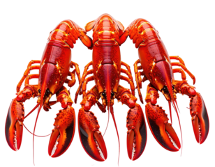 Four vibrant red lobsters, clustered together, showcasing their claws and segmented bodies