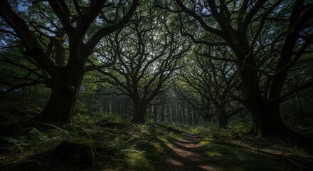 Obraz premium Sunlight filtering through ancient oak trees onto a forest path