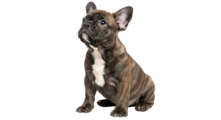Isolated young French Bulldog puppy is sitting and attentively listening to someone nearby