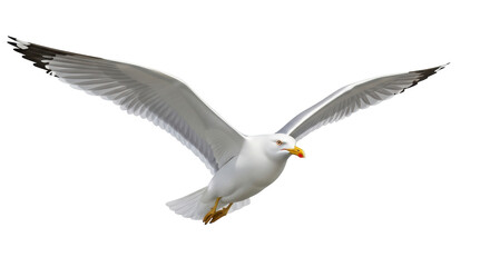 Isolated European herring gull soaring with open wings, seabird in flight, wildlife animal