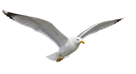 Isolated European herring gull soaring with open wings, seabird in flight, wildlife animal