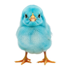 Adorable blue chick standing against a white background