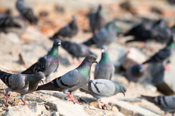 Rock Pigeon walking in city, wildlife bird in urban environment, rock dove or Columba livia, widespread common animal in India 