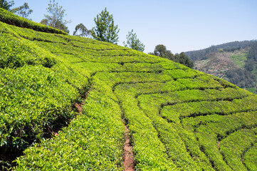Tea plantation, city of Ooty, India, fields in Udagamandalam, Tamil Nadu, Nilgiri hills ,...