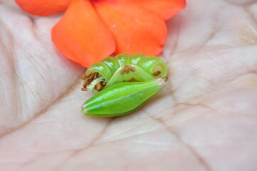 Close-up of green plant seed pod resting on a human hand with orange flower background
