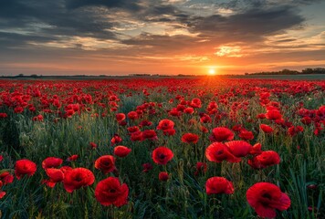 Fototapeta premium Crimson Dreamscape: Poppies under a fiery sky at dawn.