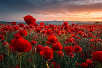 Crimson Dreams: Poppy Field at Sunset
