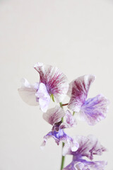 紫のスイートピー