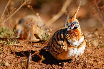 A beautiful spinifex pigeon with its intricate array of earthy colored feathers looks around for seeds in its harsh and semi-arid natural habitat in Quilpie in Queensland, Australia.