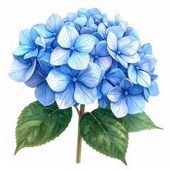 A vibrant cluster of light-blue hydrangeas, detailed petals, lush green leaves, isolated on white