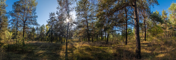 Obraz premium Golden sunlight filters through tall pine trees in a tranquil forest. Dry grass and soft shadows create a peaceful woodland scene under a clear blue sky. Ideal for nature, travel, and seasonal themes.
