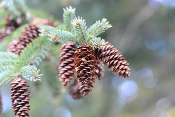 Picea koraiensis, also called Jong-bi-na-mu, is an evergreen spruce tree of Northeast Asia, with rhombic cross-section needles and large cones, growing in Korean highlands. Photographed in Korea.