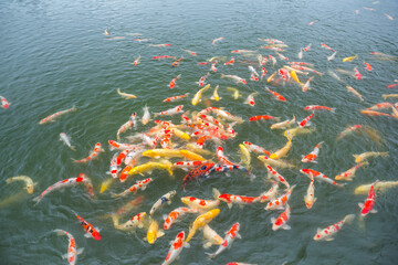 Feeding carp fish in traditional Japanese water pond