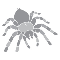 Tarantula Illustration