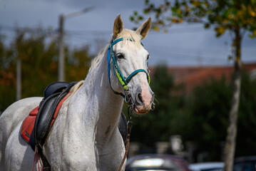 A Portrait of a Beautiful White Horse The Concept of an Elegance and Grace