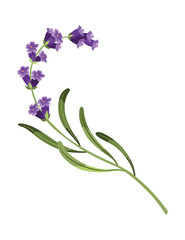 Lavender. Vector illustration of lavender, Provence flowers on a white background. Element from lavender flowers