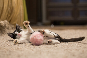 Funny kitten playing wand with pink fluffy ball at home. Young cat portrait