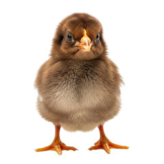 Adorable fluffy brown chick standing against a white background