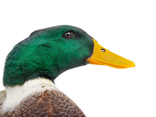 male brown duck isolated on white background