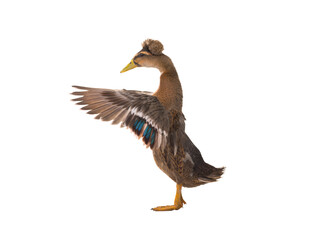 Duck isolated on a white background