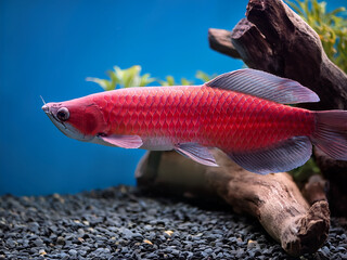 Vibrant fish in clear water promoting emotional wellness through nature and aquatic observation
