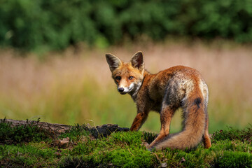 Fototapeta premium Young Red Fox (Vulpes vulpes) searching for food in the forest of Noord-Brabant in the Netherlands