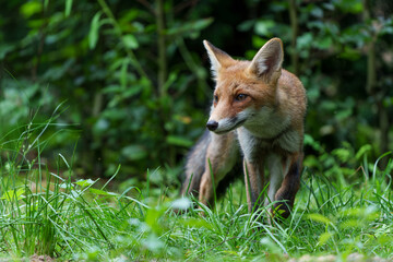 Young Red Fox (Vulpes vulpes) searching for food in the forest of Noord-Brabant in the Netherlands