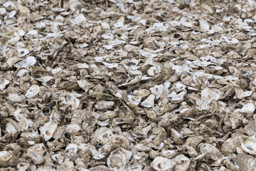 Closeup of broken oyster shells after harvest