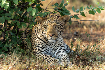 Leopard (Panthera Pardus) hanging around in Mashatu Game Reserve in the Tuli Block in Botswana