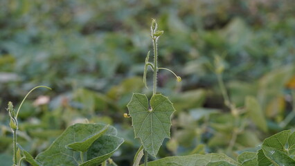 Close-Up Macro Photo of Fresh Vine Leaf and Tendril Growth in Natural Light - New Vine Leaf with Hairy Stem and Tendril – Macro Nature Photography