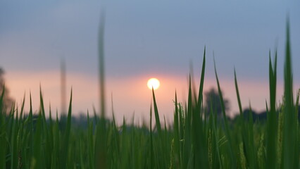 Blurred Sunset Behind Green Rice Leaves – Artistic Countryside Photo - Close-Up Green Rice Leaves with Blurred Sunset in Background