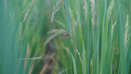 Close-up of a Red Dragonfly Resting on Green Rice Plant in a Paddy Field - picture