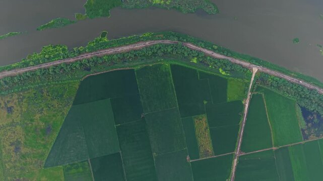 Aerial top down shot of lush monsoon farmland next to calm water body, showing mirrored reflections of power lines under sunrise light, rural Delhi outskirts, India.