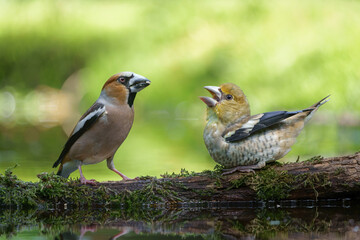 Hawfinch (Coccothraustes coccothraustes) parent feeding a young one in the forest of Noord Brabant in the Netherlands.   