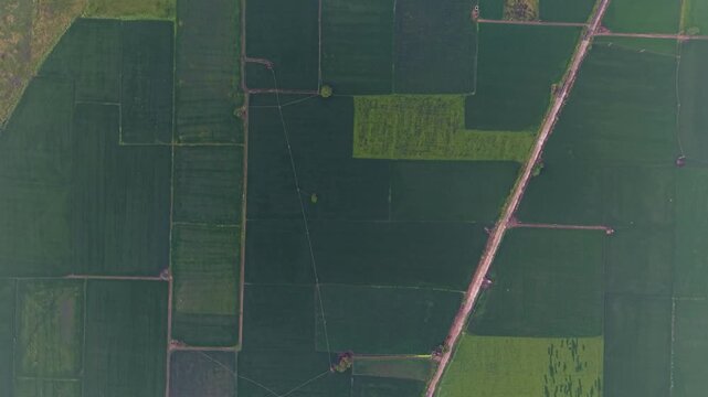 Aerial top down shot over green farmland landscape with a tranquil water body alongside, power cables and reflections visible, captured at sunrise in Delhi&rsquo;s outskirts during the monsoon season.