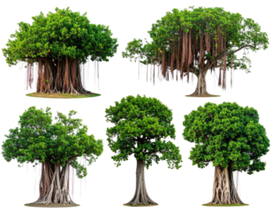 Six vibrant, diverse trees, showcasing various shapes and root systems. Lush green foliage contrasts with light gray/brown exposed root structures