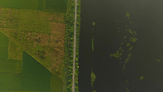 Aerial top down shot showing vibrant monsoon fields and adjoining water body with visible power cable reflections, taken during sunrise on the outskirts of Delhi, India.
