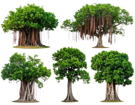 Six vibrant, diverse trees, showcasing various shapes and root systems. Lush green foliage contrasts with light gray/brown exposed root structures - Powered by Adobe