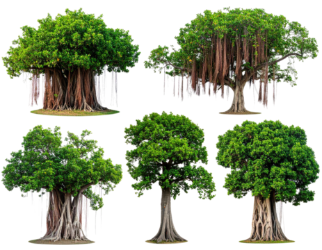 Six vibrant, diverse trees, showcasing various shapes and root systems. Lush green foliage contrasts with light gray/brown exposed root structures