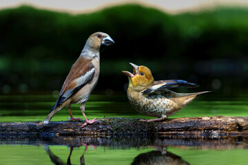Hawfinch (Coccothraustes coccothraustes) parent feeding a young one in the forest of Noord Brabant in the Netherlands.   
