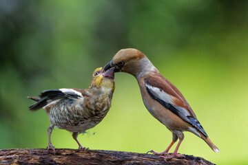 Obraz premium Hawfinch (Coccothraustes coccothraustes) parent feeding a young one in the forest of Noord Brabant in the Netherlands. 